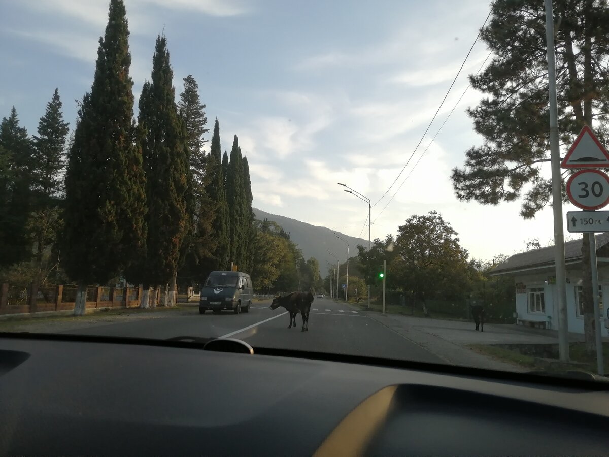 В Абхазии по улицам гуляют коровы. И это прикольно. Фото Светы Давыдовой