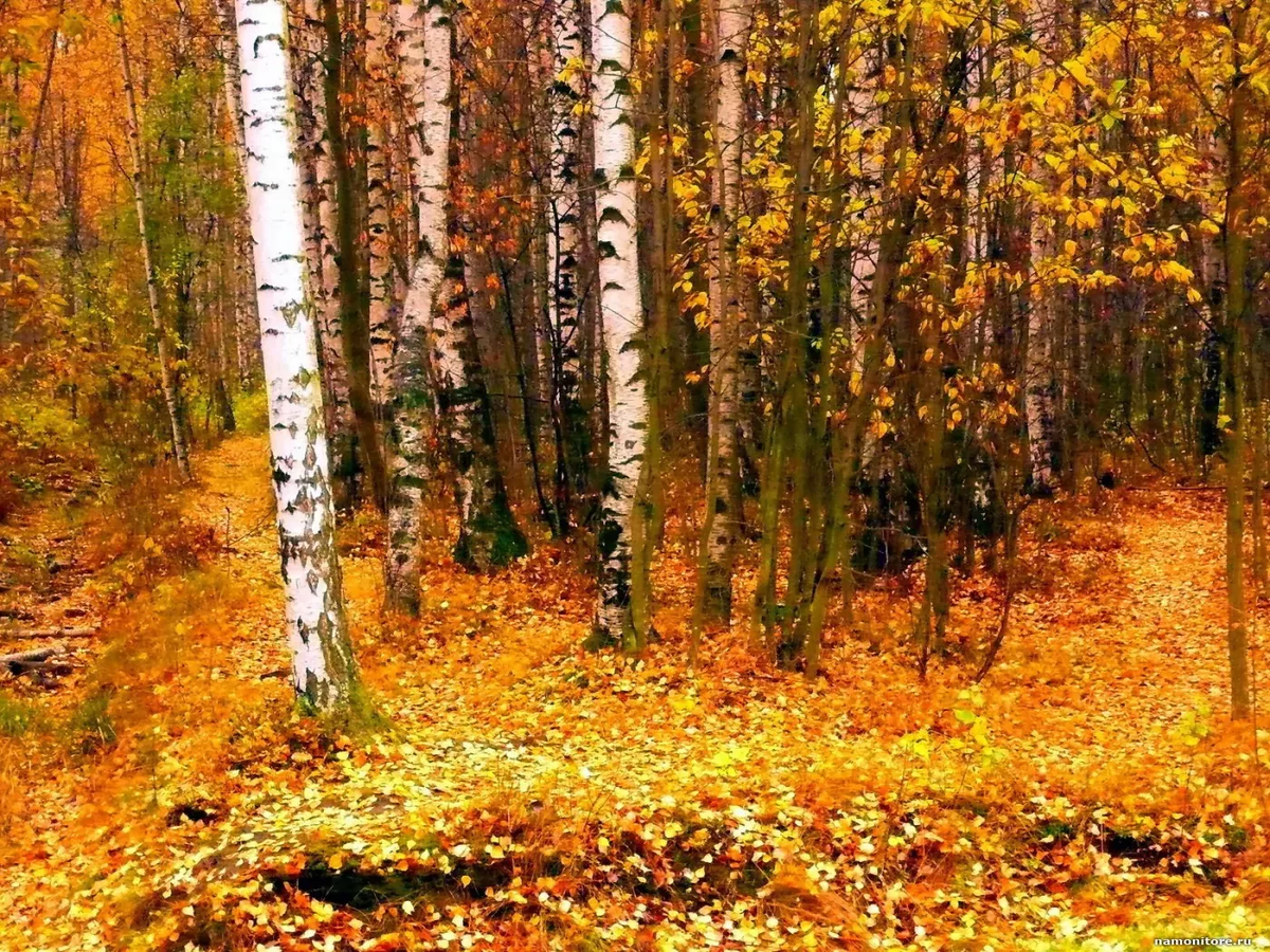 В октябре позолота. Осенний лес. Осень в лесу. Лес осенью. Лес в октябре.