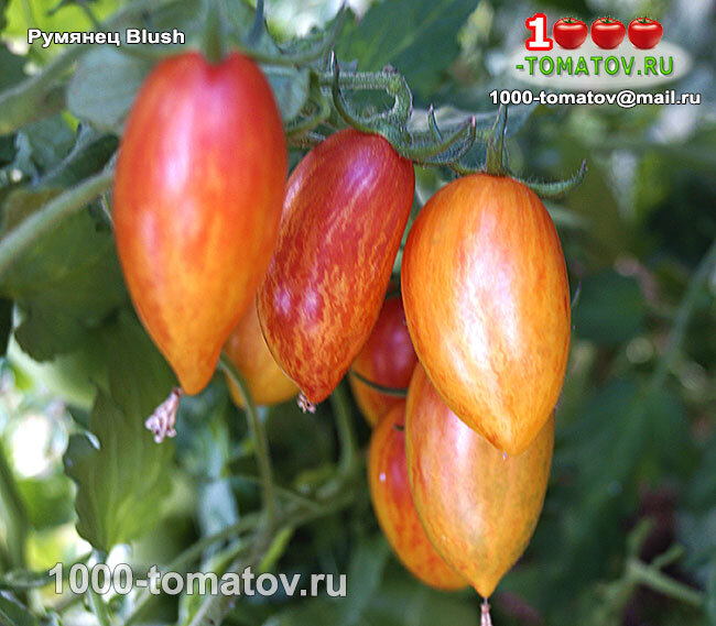 Томат Румянец Blush фото 2
