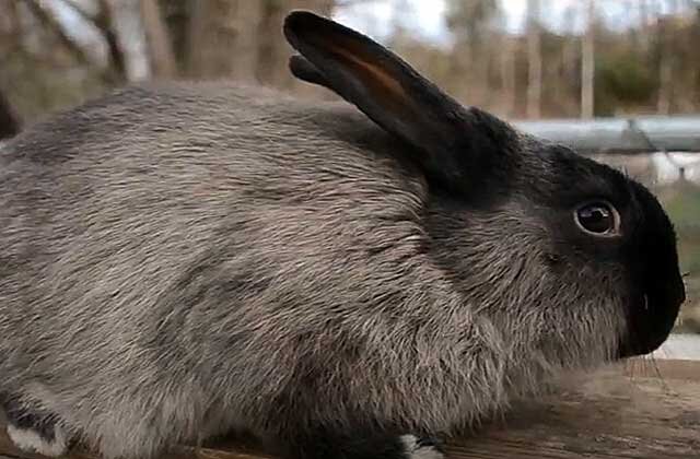 Зерносмесь для кроликов своими руками: как сделать полнорационный комбикорм – рецепты и пропорции