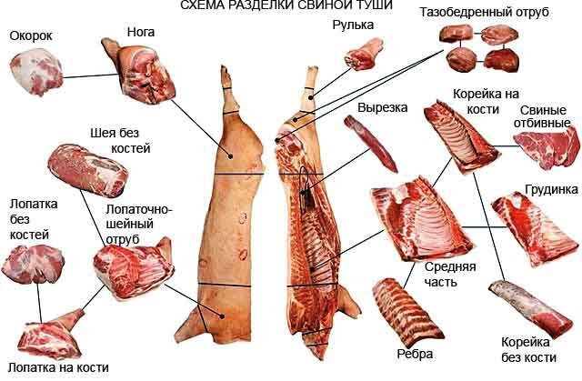 Разделка свиной туши с описанием частей