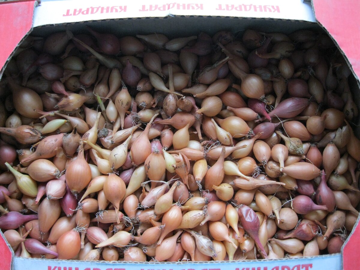 Наш севок. Сортируем на крупный, средний и мелкий