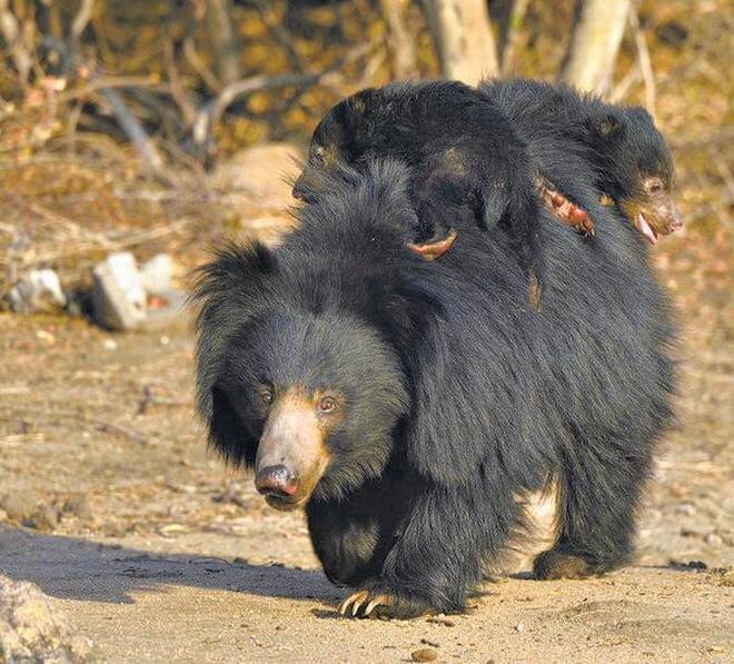 Губач: Маленький, слабый и нелепый. Индийские медведи похожи на  недоразумение | Книга животных | Дзен