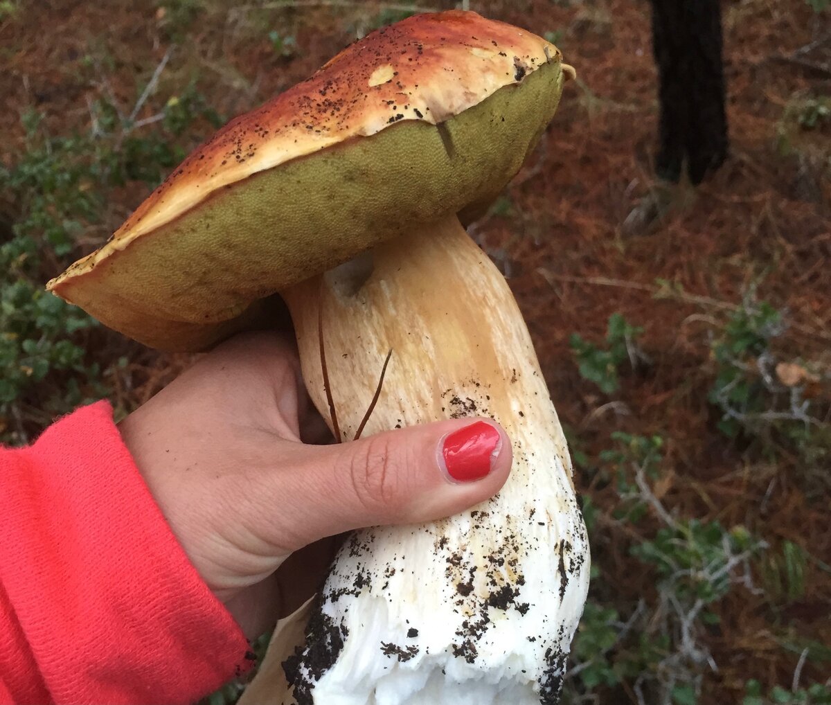 American mushroom invades Poland POLISH FORUM ABOUT CULTURE, PEOPLE, TRADITIONS,