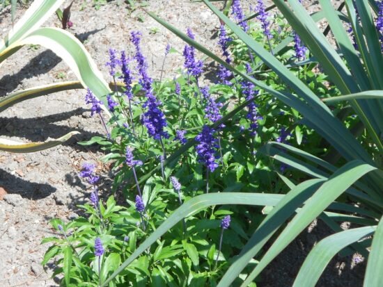 Цветок сальвия: выращивание, уход и популярные сорта