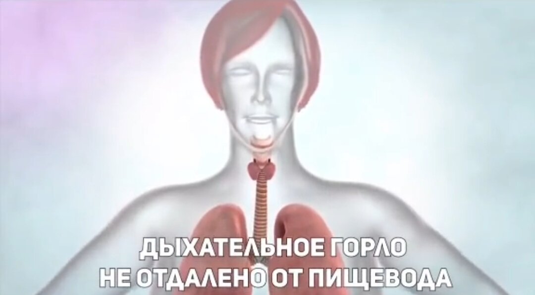 Дыхательное горло не отделено от пищевода. Низкая гортани. Схожая конструкция имеется лишь у водных млекопитающих. Например у тюленя. Она позволяет контролировать дыхание, задерживать его и нырять. Жизненная необходимость человеческого организма в потреблении йода и хлорида натрия (соль) в изобилие находящегося в морских продуктах. Отсутствие йода в потребляемых продуктах приводит к заболеваниям щитовидной железы. Возможность полноценного питания исключительно дарами моря, например японская кухня. 