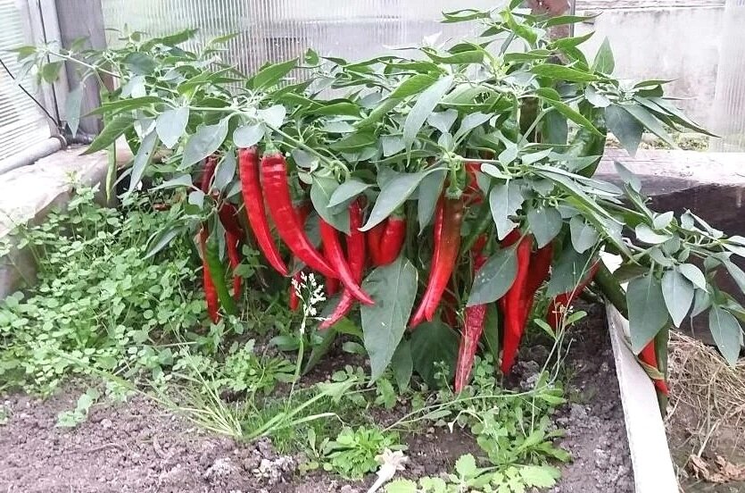 Многоопытный садовод сообщил, почему в любом огороде необходимо выращивать острый перец