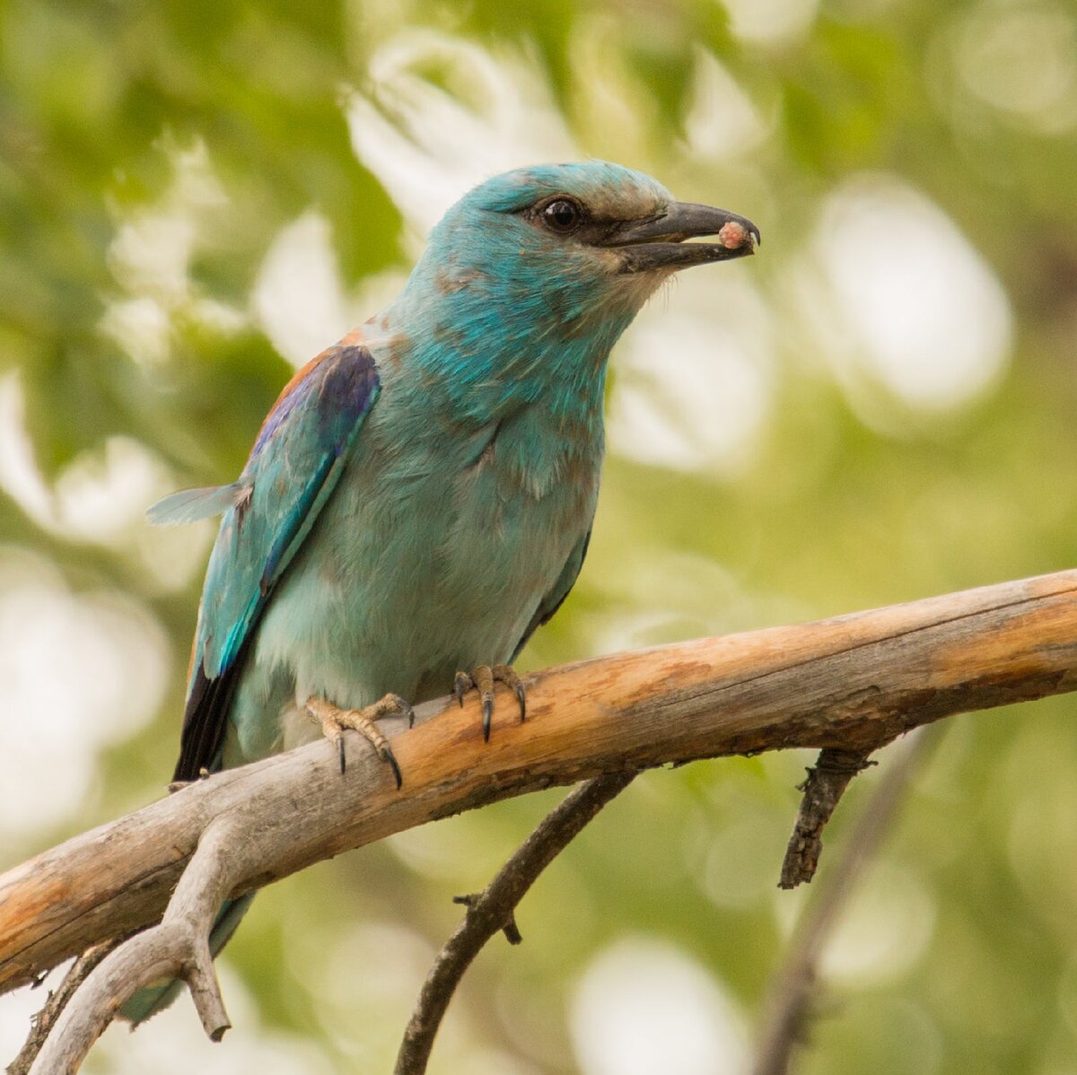 Сизоворонка Coracias garrulus