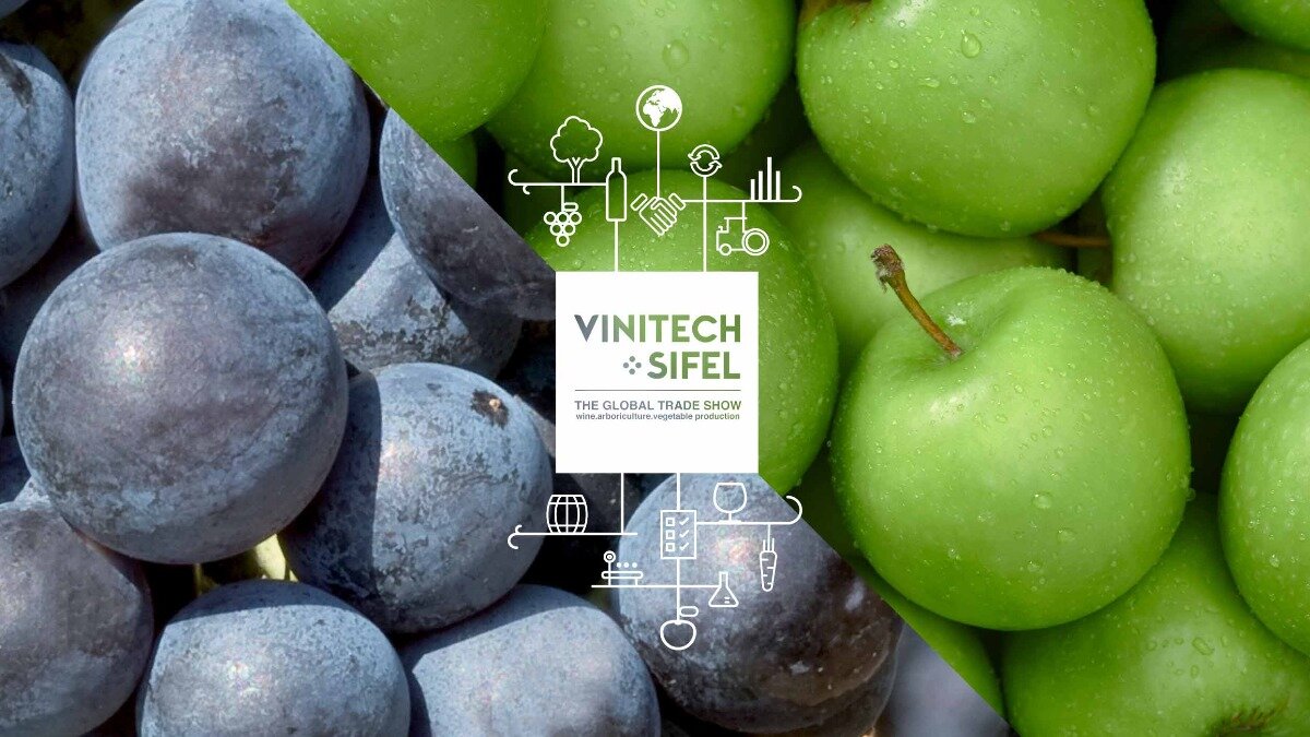 Фото :vinitech-sifel.com Логотип VINITECH-SIFEL