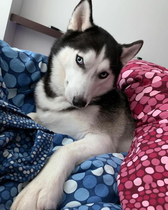 Хаски я строю глазки. Проделки хаски. Хаски и кот. Хаски я строю глазки. Заигрывающий пес.