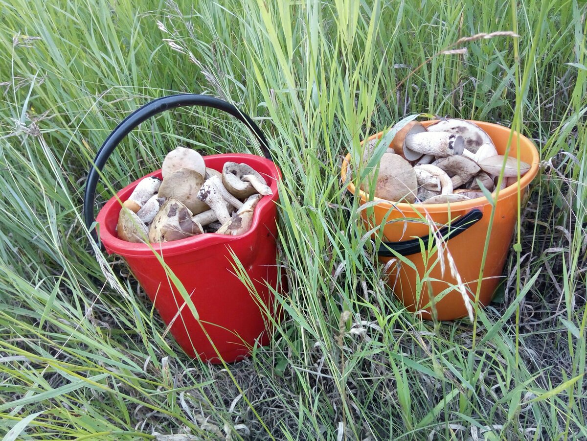 Доброго здравия, читатель!