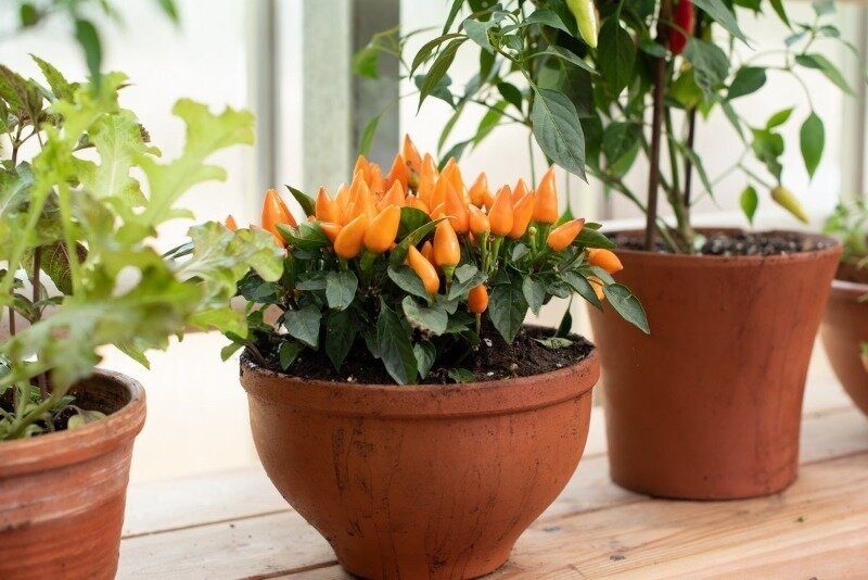 Источник фото pixabay.com