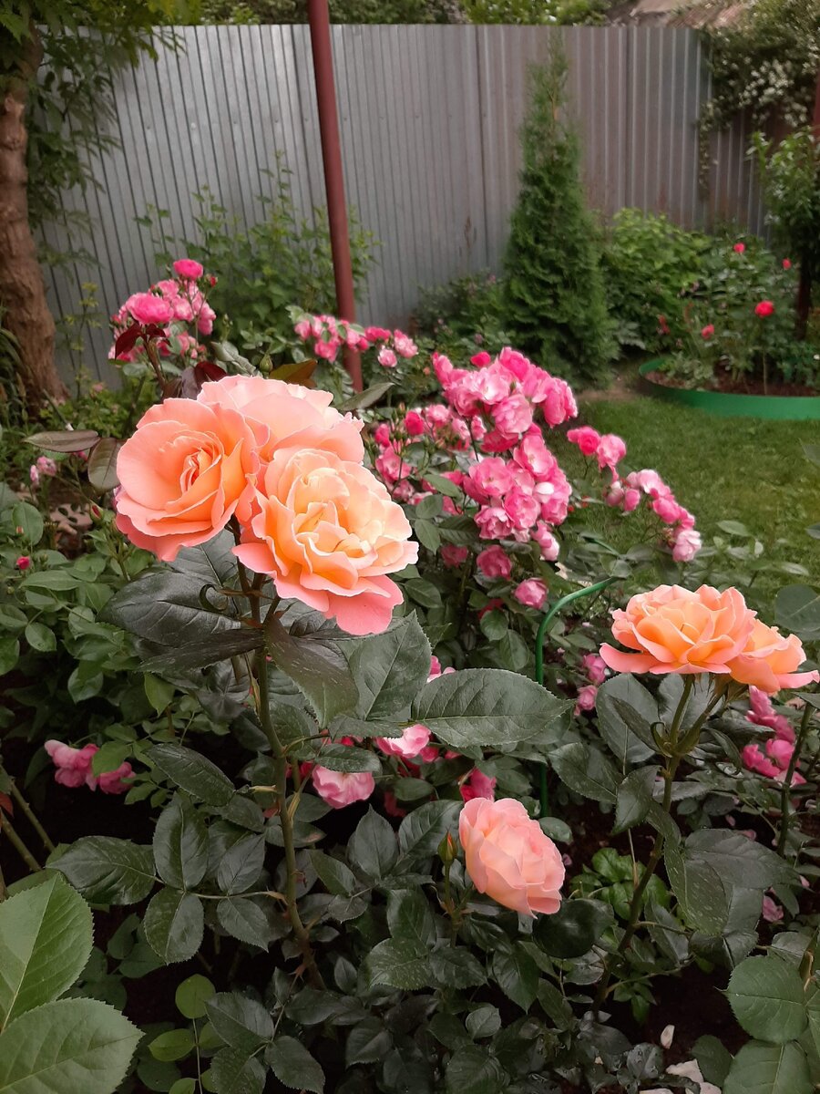 Розмари Харкнесс и АнгЕла. 