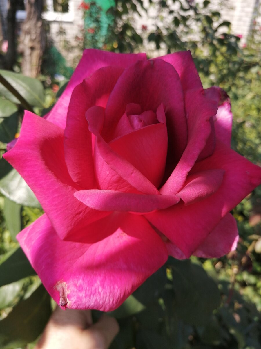 Каприз де Мейан. 