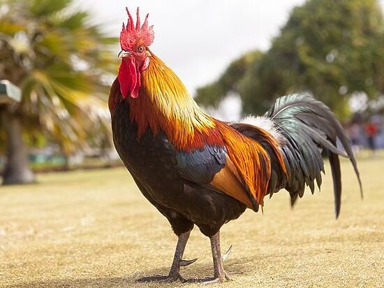 Петух - 15 звуков