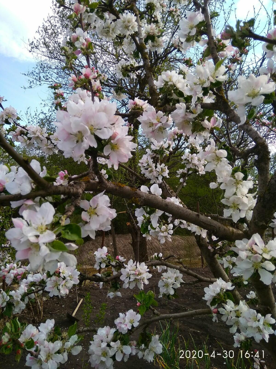 «Яблони в цвету –какое чудо!»