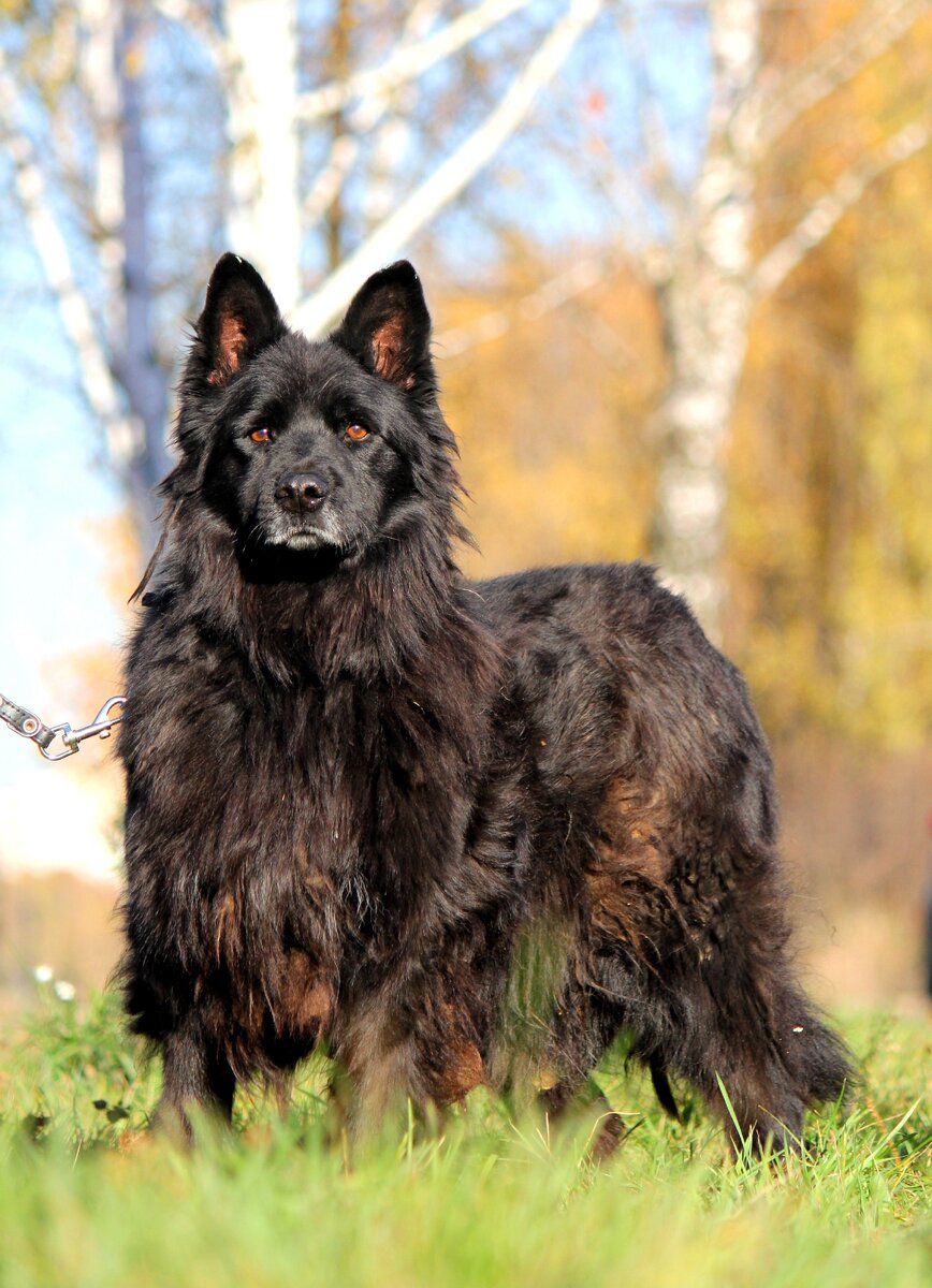 Даяна в приюте и это ее первая фотосессия