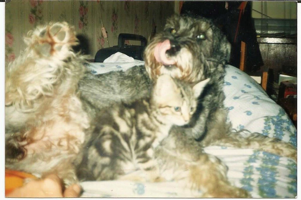 Миттельшнауцер Зольда и Китти