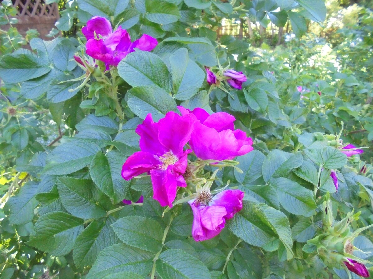 шиповник морщинистый (Rosa rugosa)