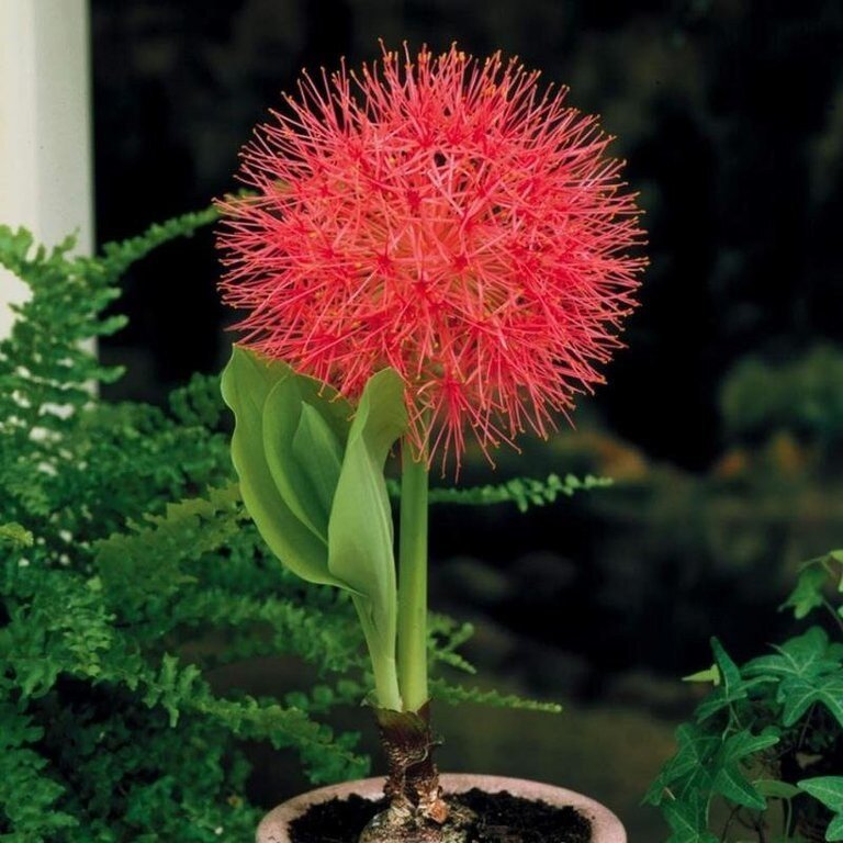 instagram.com/klubrostok