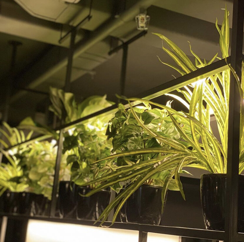 Примеры размещения растений под потолком