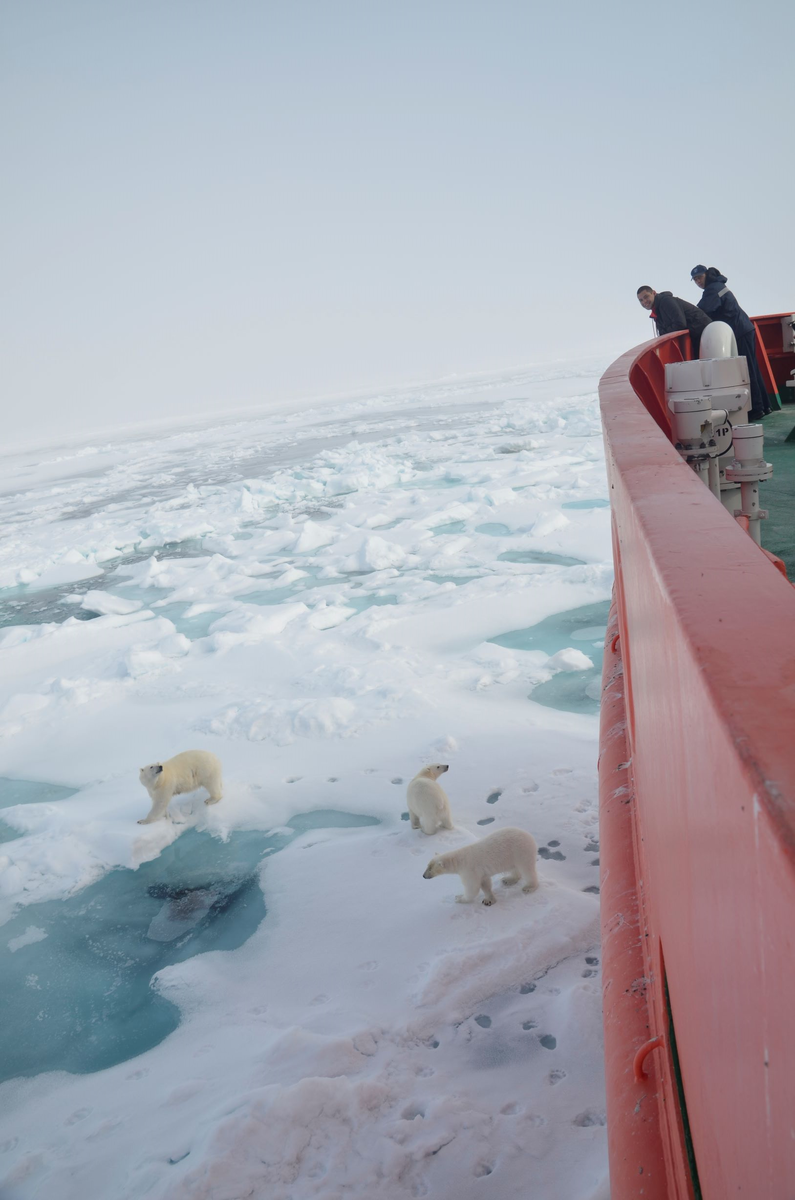 Встреча с белыми медведями в момент суточной стоянки ледокола "Балтика" в водах Карского моря (фото К.А. Берс)