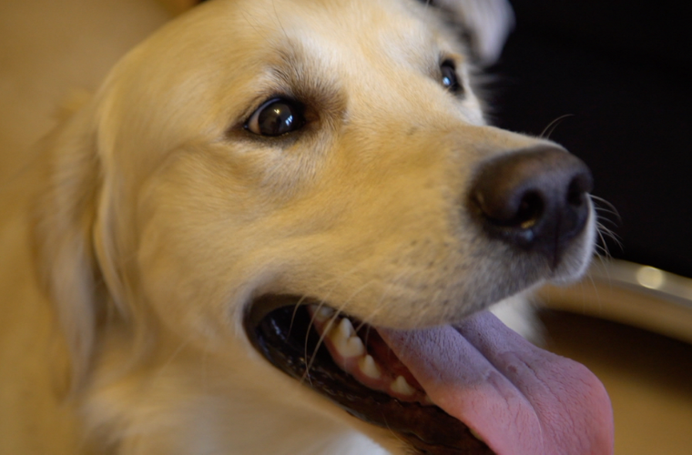 Собака - друг, собака - ассистент