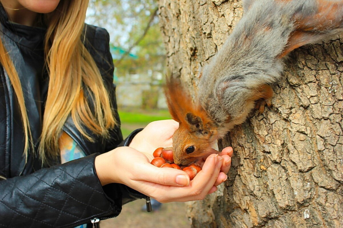 белочки для оживления текста