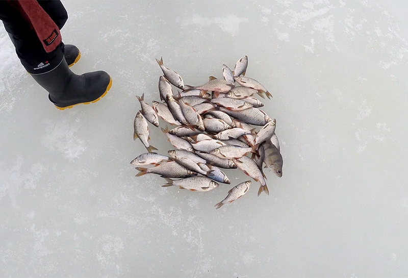 фото автора © Дмитрий Куксин