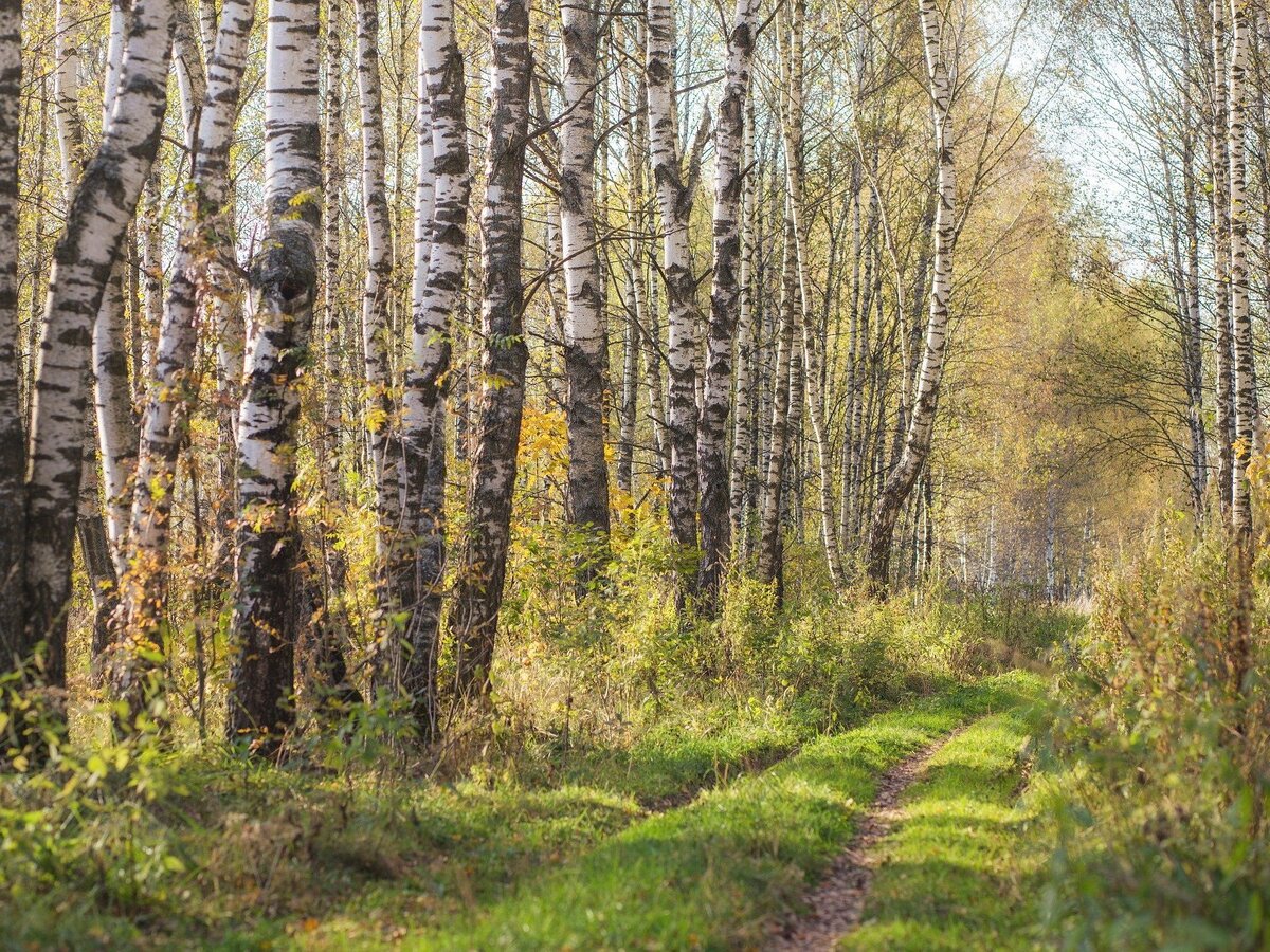 Природа России. Фото с сайта pixabay.com