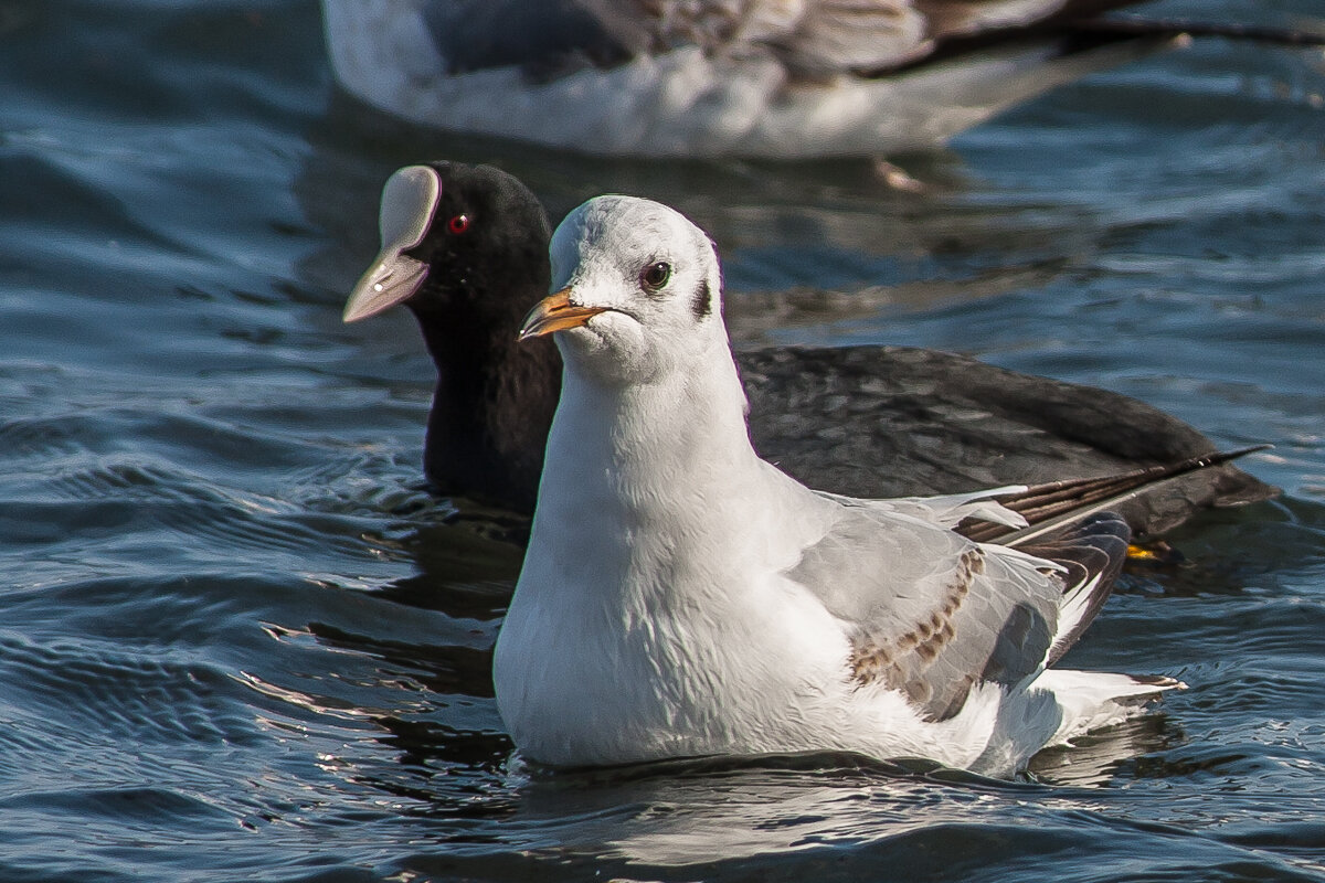 На фото: черная птица с белой отметиной на лбу - это лысуха.