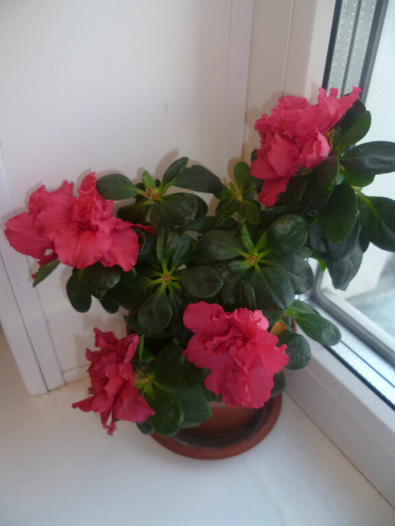 одна из моих Азалий