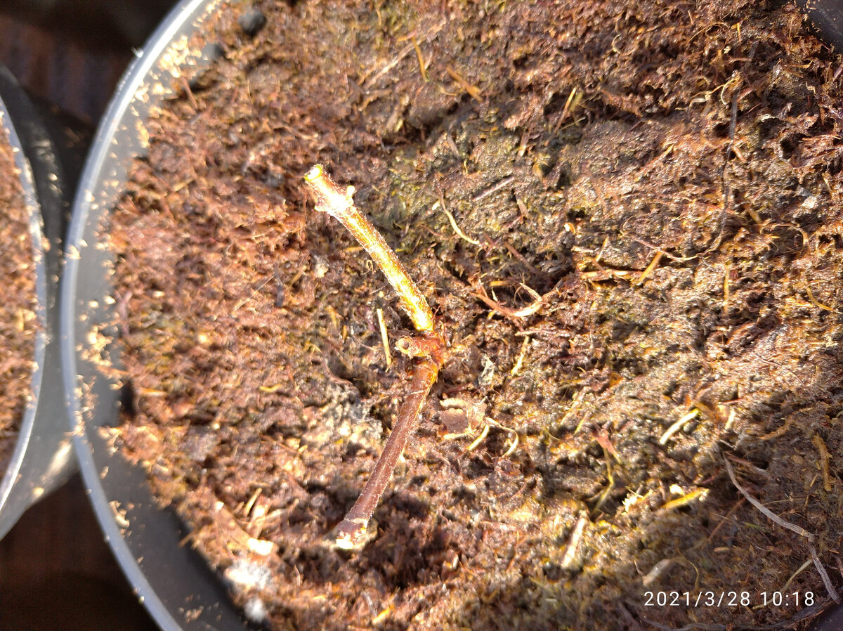 Метельчатые гортензии, зачеренкованные летом.