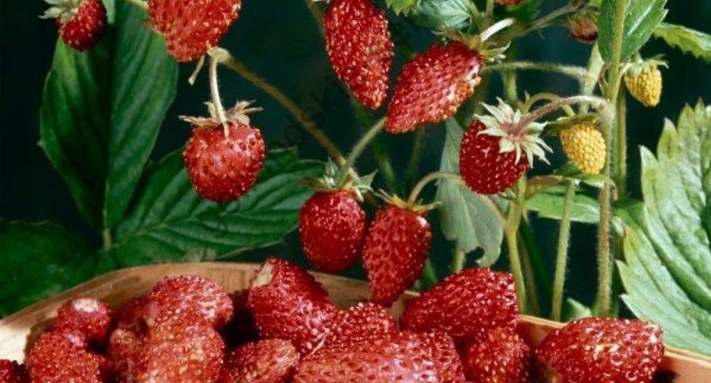 Клубника стала мелкая! Рассказываю как все исправить без особых Хлопот?