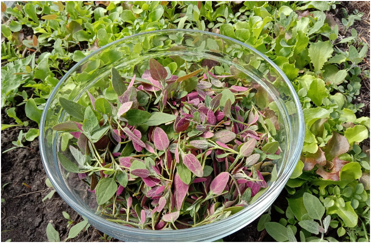 Еда растёт буквально под ногами!