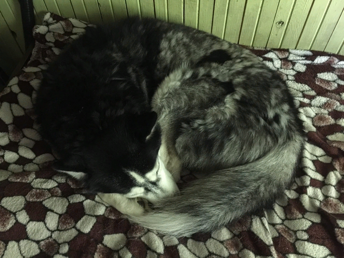 Похож на ежа? Личный архив 