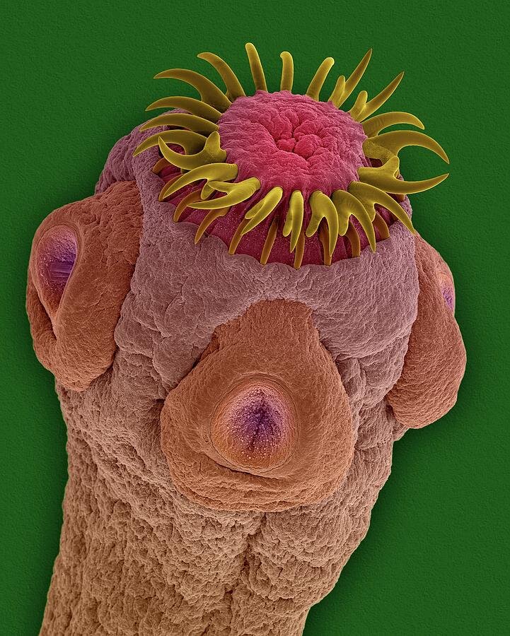 Фото из интернета: https://images.fineartamerica.com 