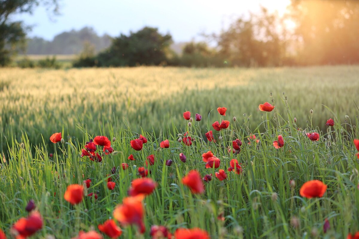 Фото с сайта Pixabay