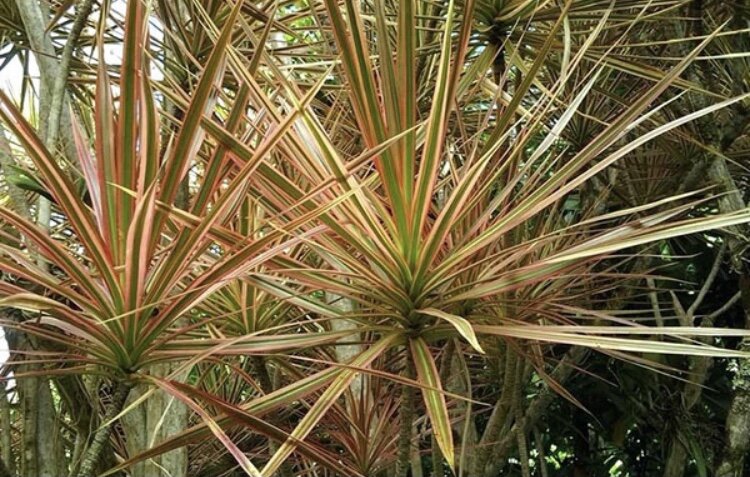 Драцена Маргината 