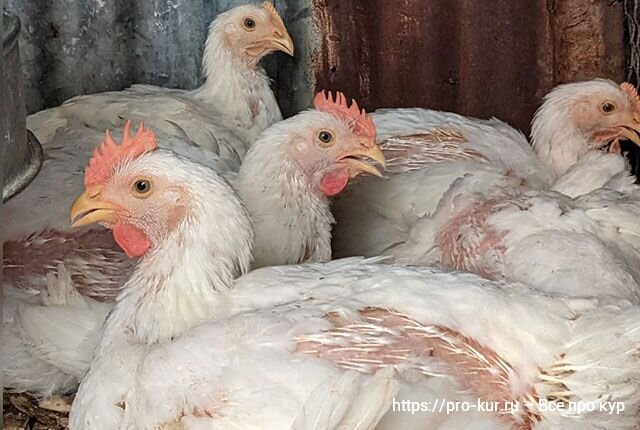 Наше дело куры. Наше дело куры. Кур дел. Кур дел. Цена петухов породы кохинхин серебристые.