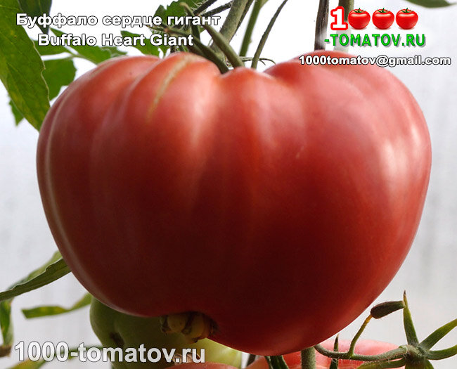 Томат  Буффало сердце гигант Buffalo Heart Giant ФОТО 1