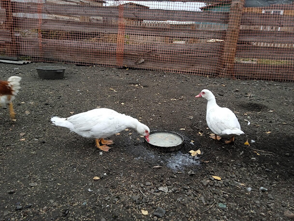 Мускусные уточки 