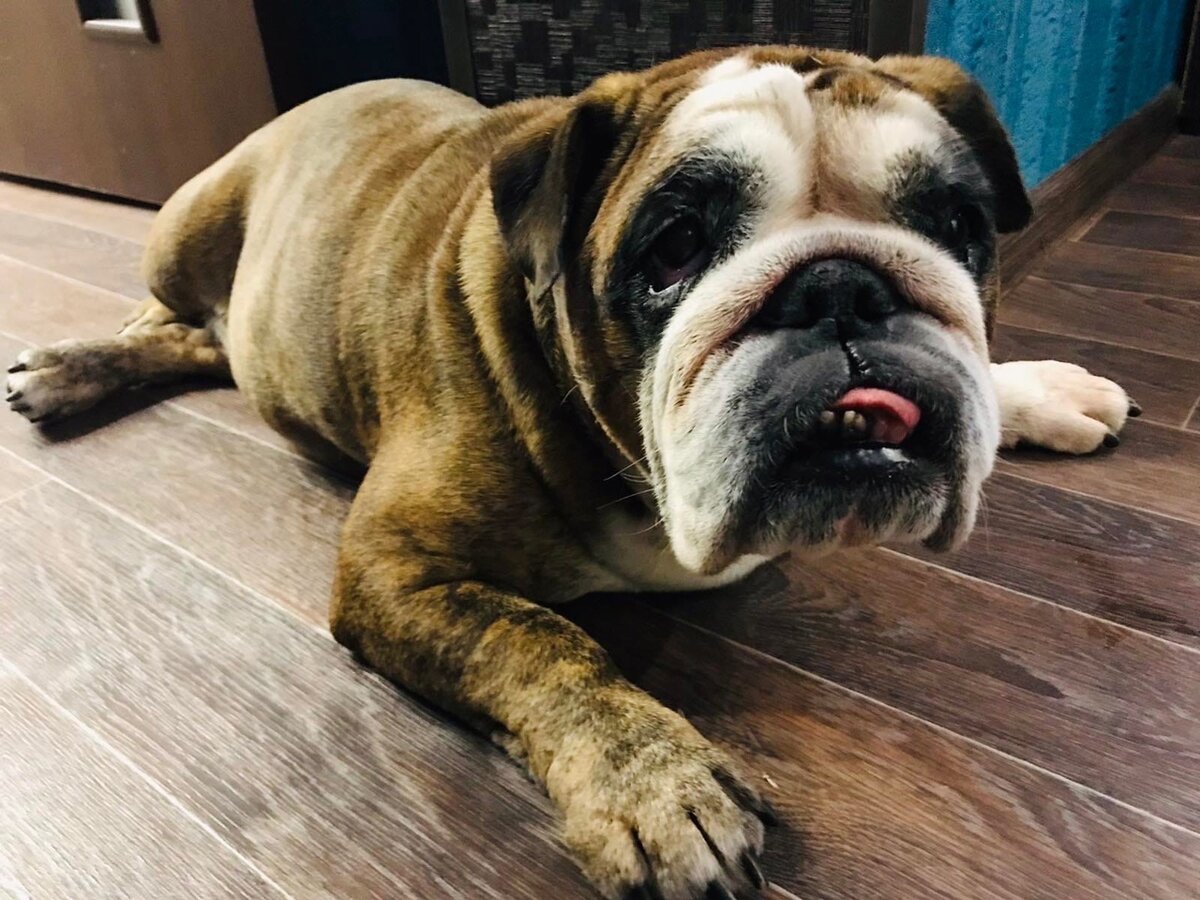 Надым, английский бульдог, девочка, 8,6 лет