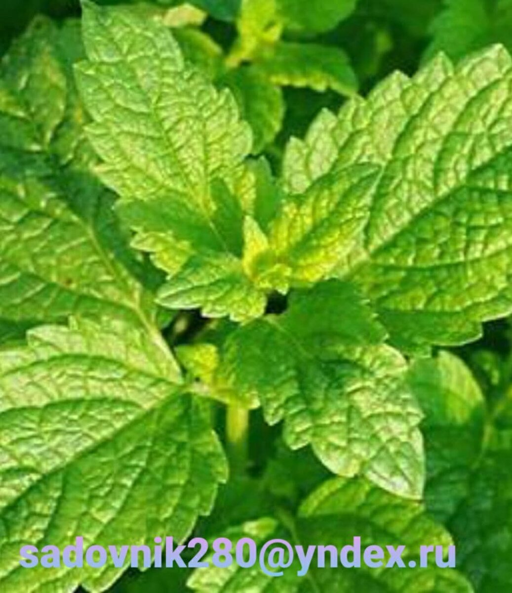 Что может быть лучше ароматного чая  в холодный зимний вечер ? 