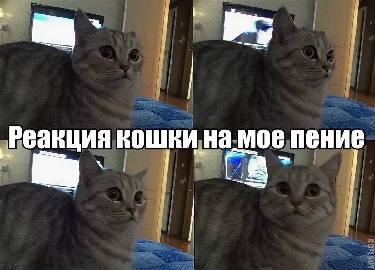 Мемы с котами