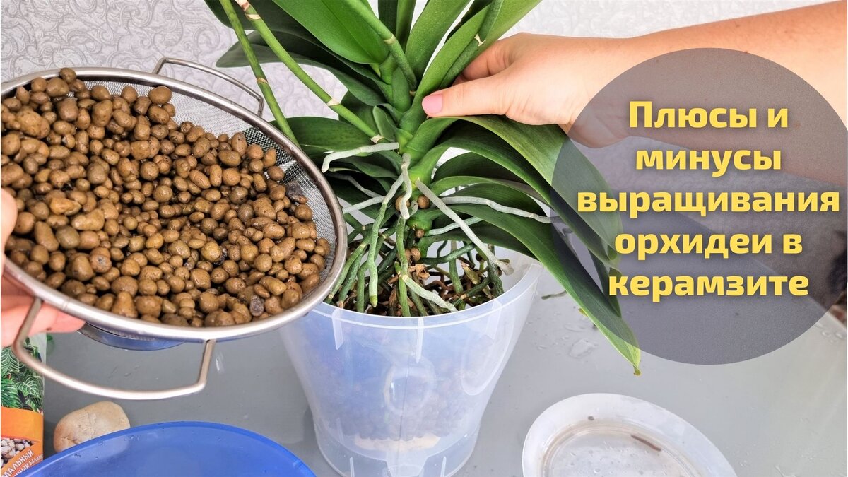 Как пересадить орхидею - инструкция на фото | РБК Украина