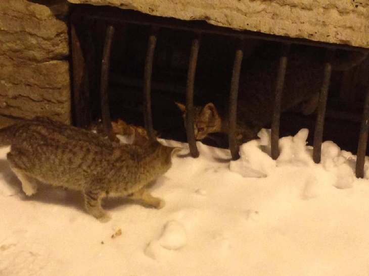 Выводок котят в подвалах Мариинского театра. Источник: ТГ-канал "Пиотровский Online"