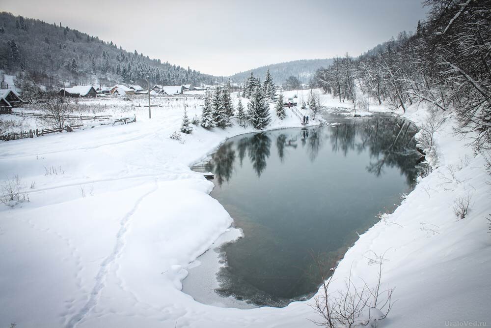 Сарва зимой