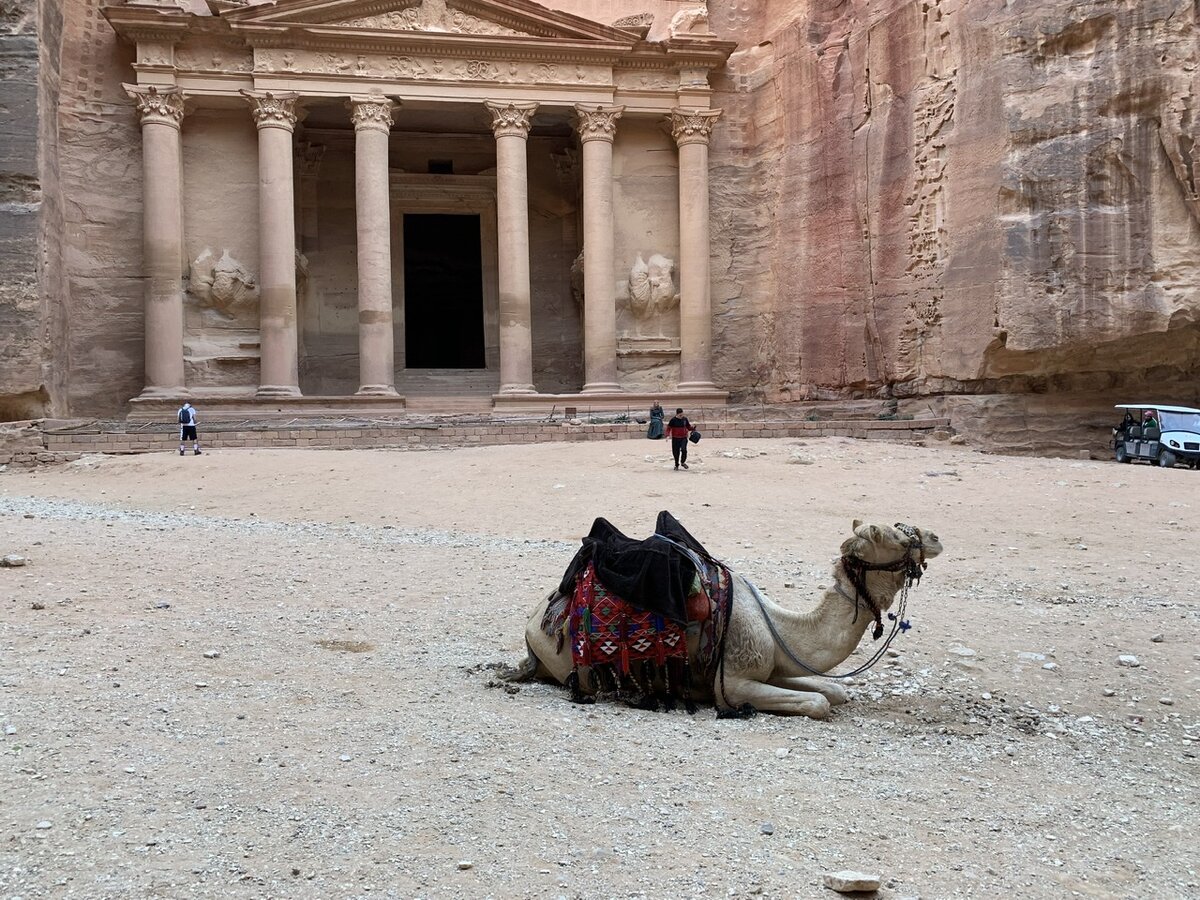 Верблюд у сокровищницы Аль-Хазне. Фото автора