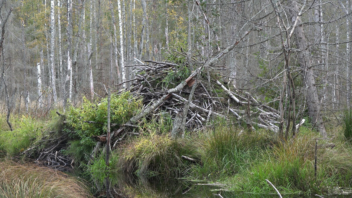  
 Фото: Каждой твари по паре / Павел Глазков
